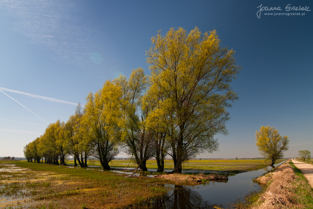 033_Biebrza - kwiecien 2012.jpg